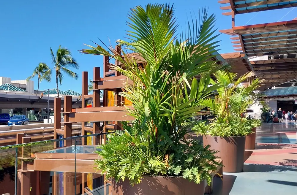 Vibrant tropical plants lining the open-air airport walkway under a clear blue sky on an Oahu Hawaii first day itinerary